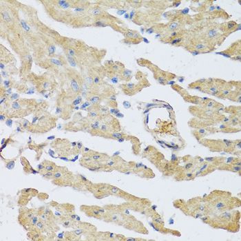 Immunohistochemistry - UCN2 antibody (144-06485)