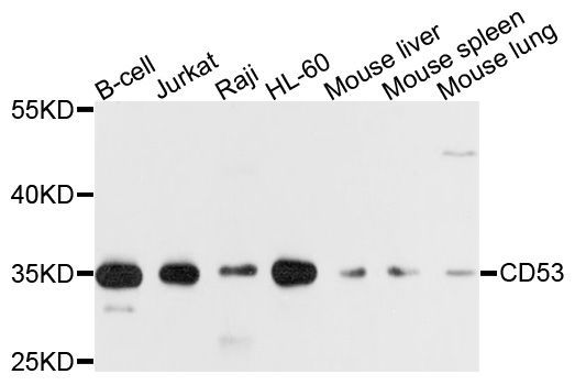 Western blot - CD53 Polyclonal Antibody (144-10079)