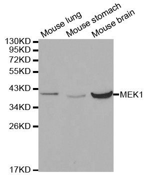 Western blot - MAP2K1 Polyclonal Antibody (144-00252)