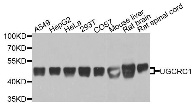 Western blot - UQCRC1 antibody (144-03339)
