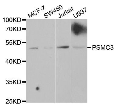 Western blot - PSMC3 Polyclonal Antibody (144-602925)