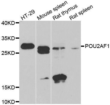 Western blot - POU2AF1 antibody (144-06696)