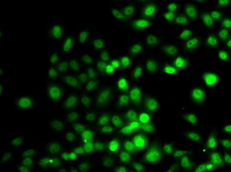 Immunofluorescence - PRDM7 antibody (144-07961)