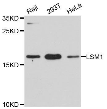 Western blot - LSM1 antibody (144-012732)