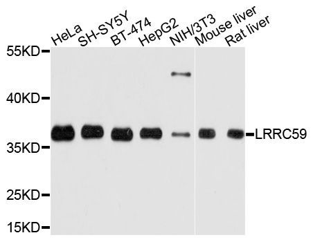 Western blot - LRRC59 Polyclonal Antibody (144-010022)