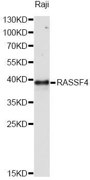 Western blot - RASSF4 antibody (144-60855)