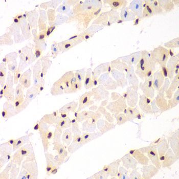 Immunohistochemistry - Nono Antibody (144-05282)