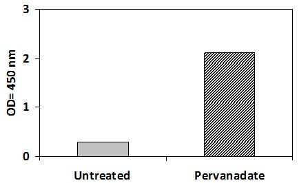PEL-EphA4-Y Pervanadate Stimulation of Jurkat Cell Line