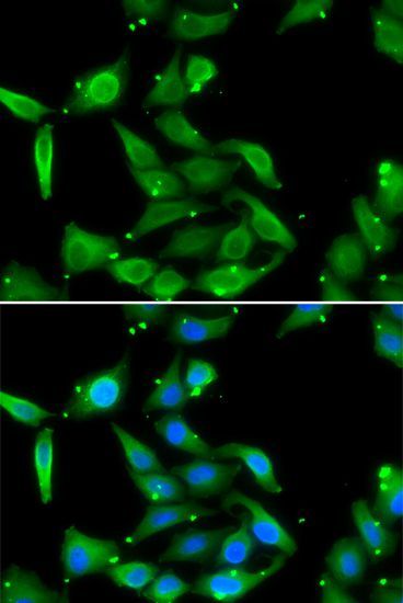Immunofluorescence - GAMT antibody (144-06597)