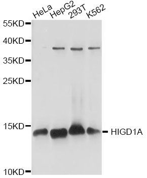 Western blot - HIGD1A antibody (144-60718)