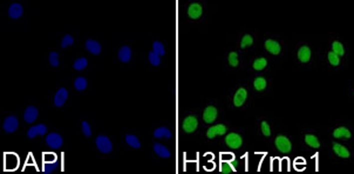 Immunofluorescence - MonoMethyl-Histone H3-R17 pAb (144-03151)