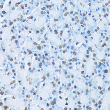 Immunohistochemistry - HNF4A Antibody (144-02085)