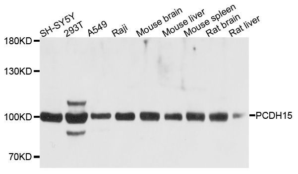 Western blot - PCDH15 Polyclonal Antibody (144-010086)