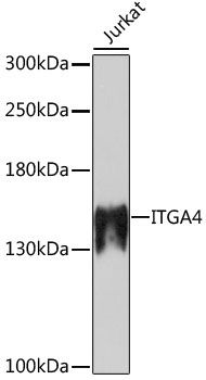 Western blot - ITGA4 Polyclonal Antibody (144-00696)