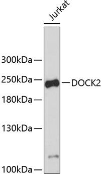 Western blot