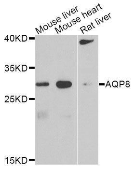Western blot - AQP8 antibody (144-08539)