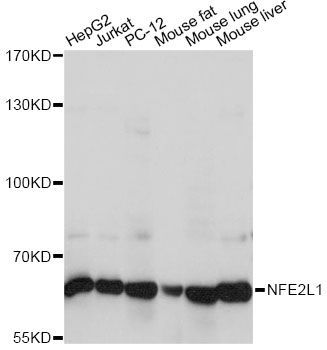Western blot - NFE2L1 Polyclonal Antibody (144-60777)