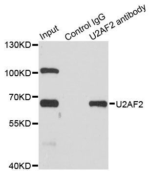 Immunoprecipitation - U2AF2 Polyclonal Antibody (144-01936)