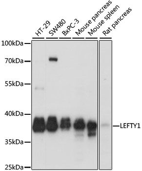Western blot - LEFTY1 antibody (144-015389)