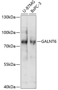 Western blot