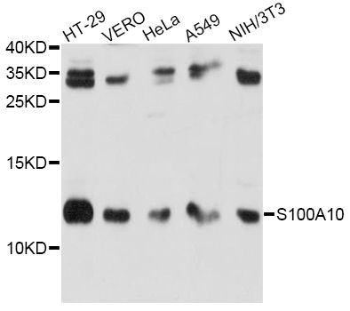 Western blot - S100A10 antibody (144-60742)