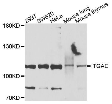Western blot - ITGAE antibody (144-09934)