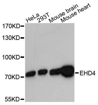 Western blot - EHD4 antibody (144-60475)