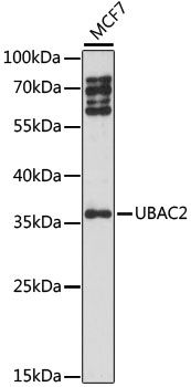 Western blot - UBAC2 antibody (144-015975)