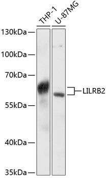 Western blot
