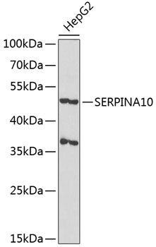 Western blot