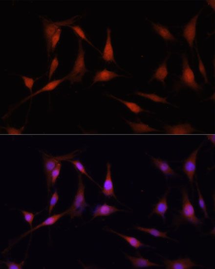 Immunofluorescence - FKBP5 antibody (144-61373)
