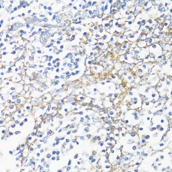 Immunohistochemistry - HSD17B10 antibody (144-05448)