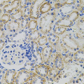 Immunohistochemistry - EPO antibody (144-05663)