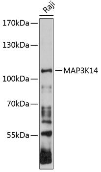 Western blot