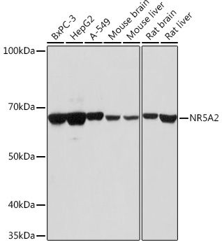 Western blot