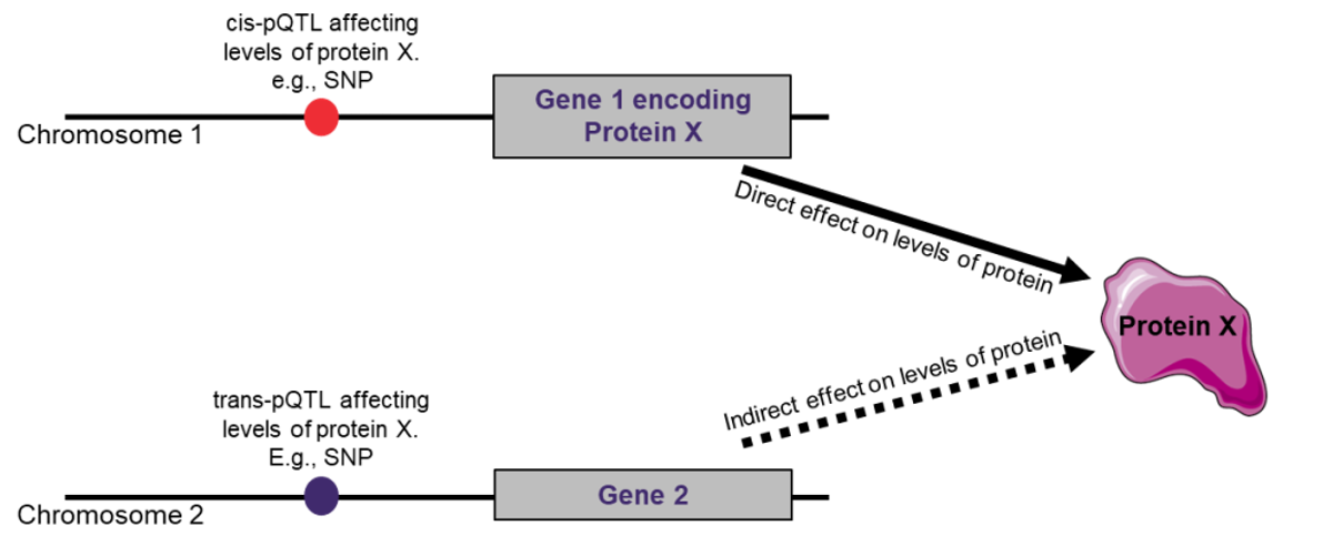A closer look at pQTLs — cis vs trans genetic variants