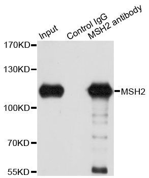 Immunoprecipitation - MSH2 Polyclonal Antibody (144-01121)