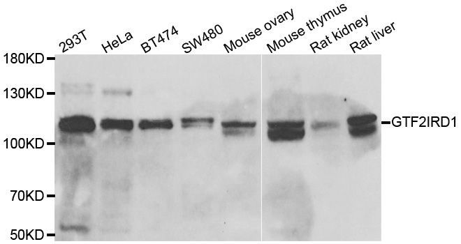 Western blot - GTF2IRD1 antibody (144-06613)