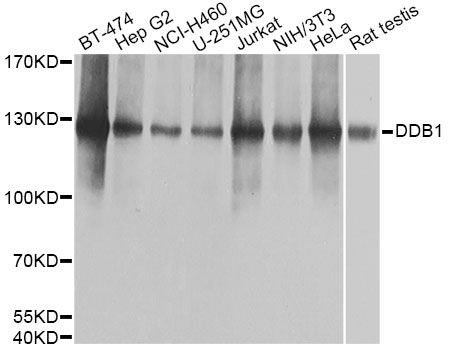 Western blot - DDB1 Antibody (144-61371)
