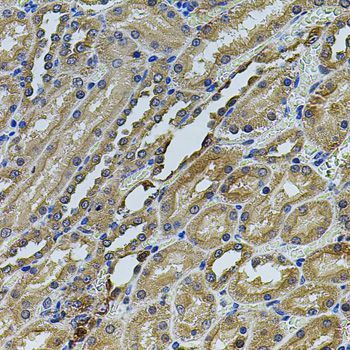 Immunohistochemistry - ANXA8L2 antibody (144-07641)
