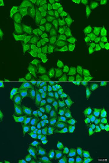 Immunofluorescence - SYT11 antibody (144-08198)