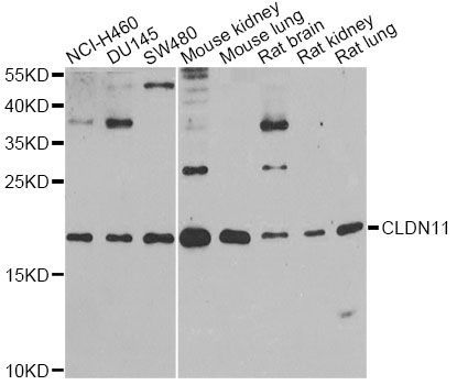 Western blot - CLDN11 Polyclonal Antibody (144-012478)