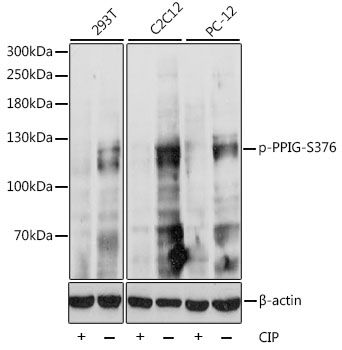 Western blot
