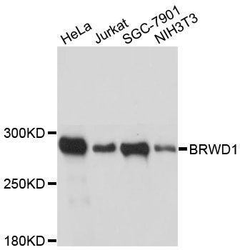 Western blot - BRWD1 antibody (144-012656)
