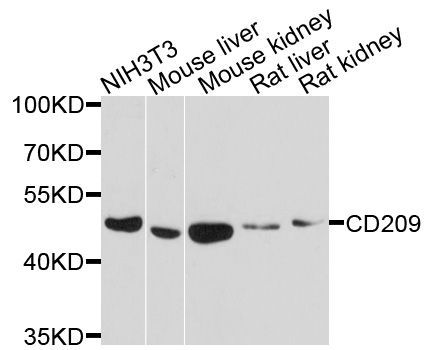 Western blot - CD209 antibody (144-01466)