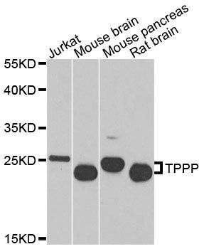 Western blot - TPPP antibody (144-08574)
