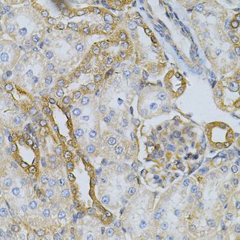 Immunohistochemistry - HSP90AB1 Antibody (144-01087)