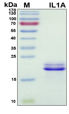 SDS-PAGE