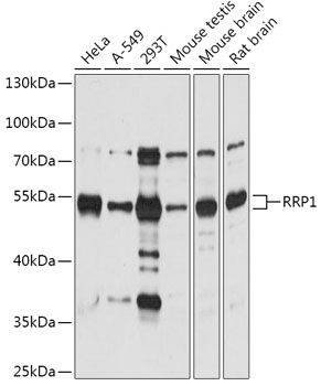 Western blot