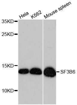 Western blot - SF3B6 antibody (144-013097)